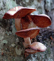 Armillaria tabescens 